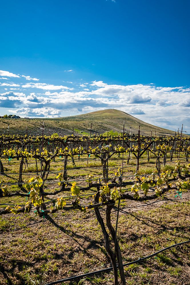 USA-WA-Yakima Valley Spring light at Kitzke Cellars vineyard